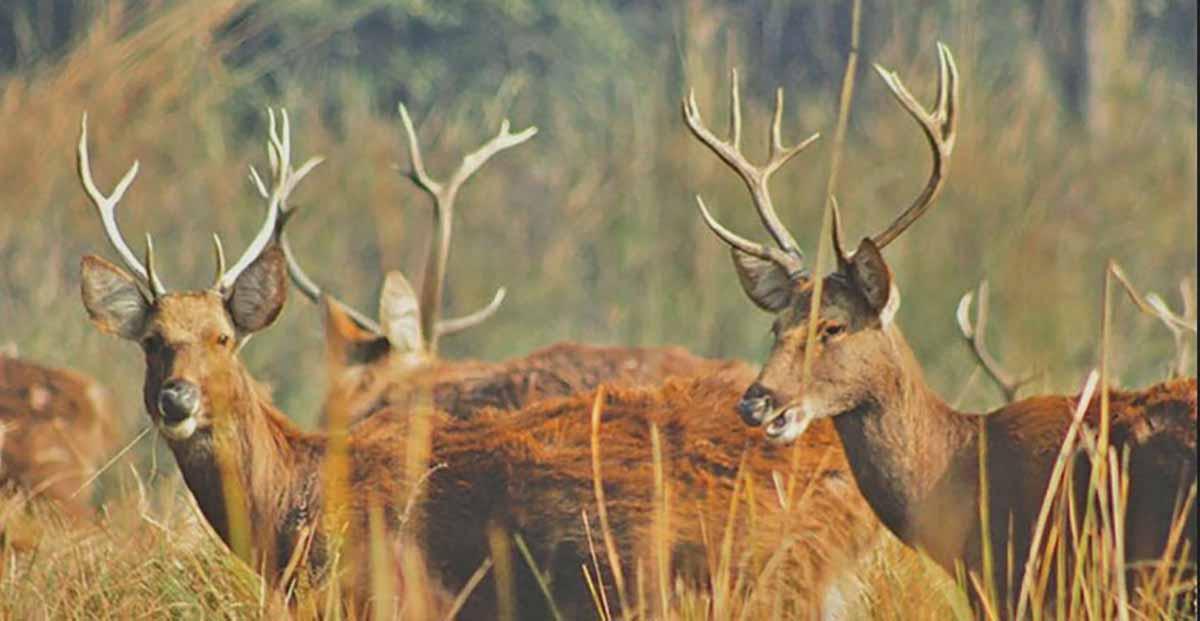 शुक्लाफाँटा राष्ट्रिय निकुञ्जमा बाह्रसिङ्गा गणना सुरु
